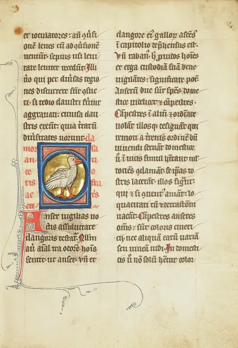 Framed Print : A Goose; De Natura Avium; De Pastoribus et Ovibus; Bestiarium, 1277 or after. Creator: Unknown Framed Print : A Goose; De Natura Avium; De Pastoribus et Ovibus; Bestiarium, 1277 or after. Creator: Unknown
