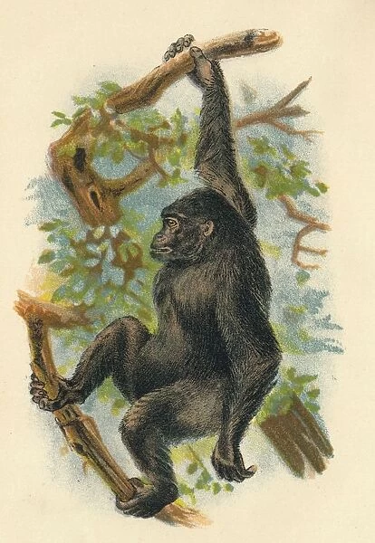 The Gorilla, 1897. Artist: Henry Ogg Forbes