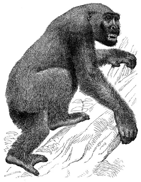 Framed Print : The Gorilla, 19th century? Creator: Unknown Framed Print : The Gorilla, 19th century? Creator: Unknown