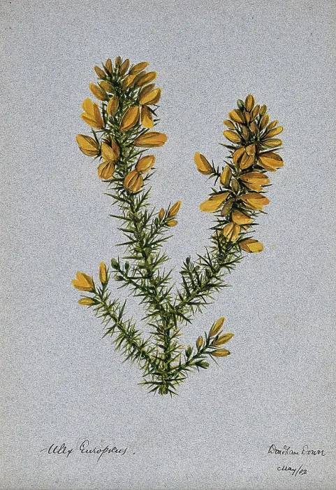 Framed Print : Gorse or whin (Ulex europaeus): flowering stem, 1902. Creator: Unknown Framed Print : Gorse or whin (Ulex europaeus): flowering stem, 1902. Creator: Unknown
