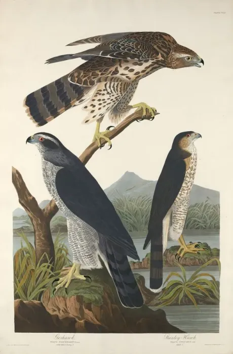 Framed Print : Goshawk and Stanley Hawk, 1832. Creator: Robert Havell Framed Print : Goshawk and Stanley Hawk, 1832. Creator: Robert Havell