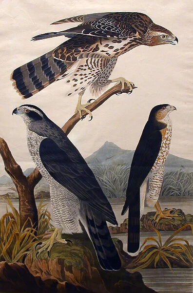 Goshawk, Stanley Hawk (No. 29), 1830. Creator: John James Audubon