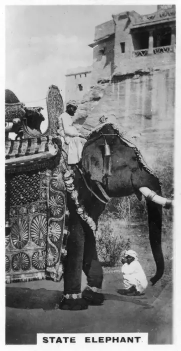 Framed Print : Government elephant in state costume, South India, c1925 Framed Print : Government elephant in state costume, South India, c1925