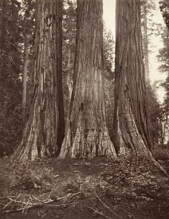 Framed Print : The Three Graces, 272 feet, 1865-66, printed ca. 1876. Creator: Carleton Emmons Watkins Framed Print : The Three Graces, 272 feet, 1865-66, printed ca. 1876. Creator: Carleton Emmons Watkins