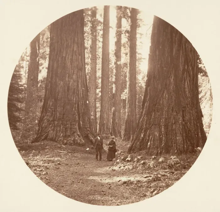Framed Print : The Three Graces Seen Through the Bryant and Seward Calaveras Grove, ca. 1878 Framed Print : The Three Graces Seen Through the Bryant and Seward Calaveras Grove, ca. 1878