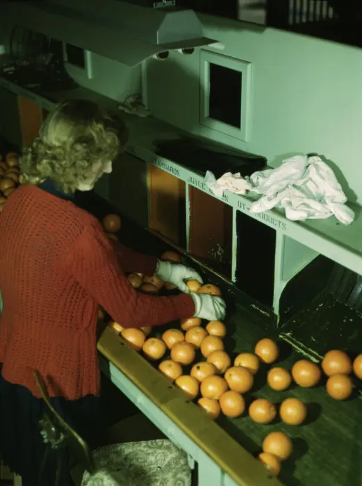 Framed Print : Grading oranges at a co-op orange packing plant, Redlands, Calif. 1943. Creator: Jack Delano Framed Print : Grading oranges at a co-op orange packing plant, Redlands, Calif. 1943. Creator: Jack Delano