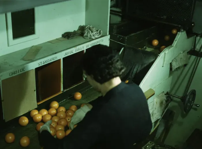 Framed Print : Grading oranges at a co-op orange packing plant, Redlands, Calif. 1943. Creator: Jack Delano Framed Print : Grading oranges at a co-op orange packing plant, Redlands, Calif. 1943. Creator: Jack Delano