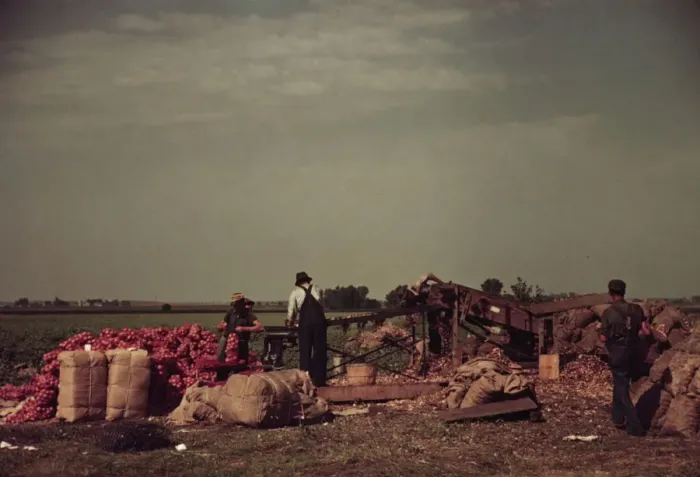 Framed Print : Grading and packing onions, Rice County, Minnesota, 1939. Creator: Arthur Rothstein Framed Print : Grading and packing onions, Rice County, Minnesota, 1939. Creator: Arthur Rothstein