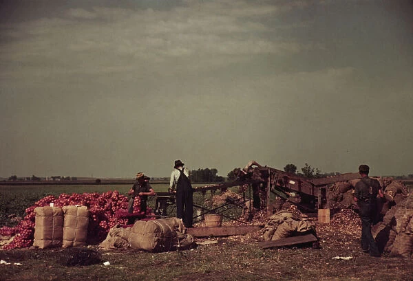 Grading and packing onions, Rice County, Minnesota, 1939. Creator: Arthur Rothstein