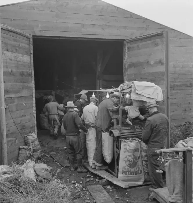 Framed Print : Grading potatoes, preparing for shipment... ten miles south of Merrill, Oregon, 1939. Creator: Dorothea Lange Framed Print : Grading potatoes, preparing for shipment... ten miles south of Merrill, Oregon, 1939. Creator: Dorothea Lange
