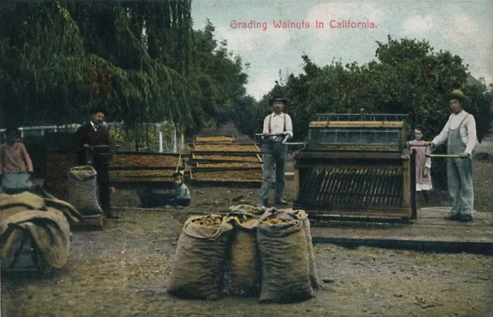 Framed Print : Grading Walnuts in California, c1910s. Creator: Unknown Framed Print : Grading Walnuts in California, c1910s. Creator: Unknown