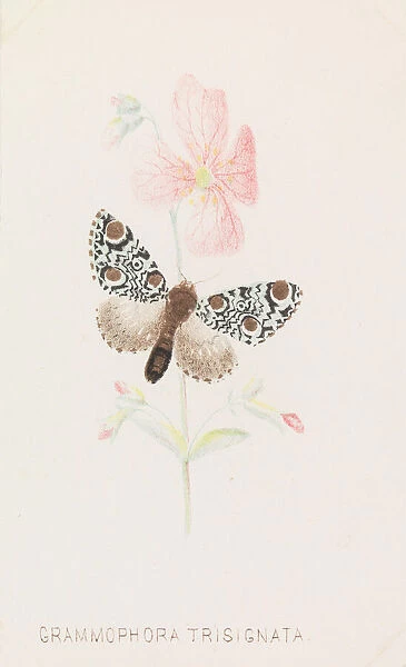 Grammophora Trisignata, 1862 Creator: Louis Prang