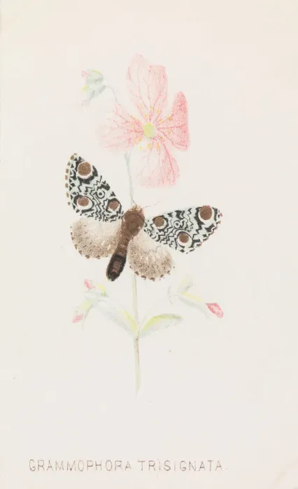 Framed Print : Grammophora Trisignata, 1862 Creator: Louis Prang Framed Print : Grammophora Trisignata, 1862 Creator: Louis Prang