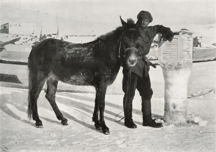 Framed Print : Gran With Mule Lal Khan, c1911, (1913). Artist: Frank Debenham Framed Print : Gran With Mule Lal Khan, c1911, (1913). Artist: Frank Debenham