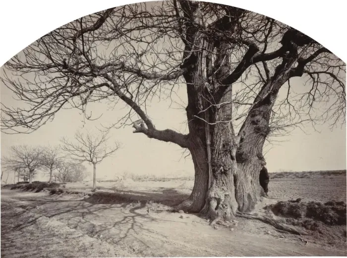 Framed Print : Grand Chataignier au Bord d un Chemin (Large Chestnut Tree on the Side of a Road), c Framed Print : Grand Chataignier au Bord d un Chemin (Large Chestnut Tree on the Side of a Road), c