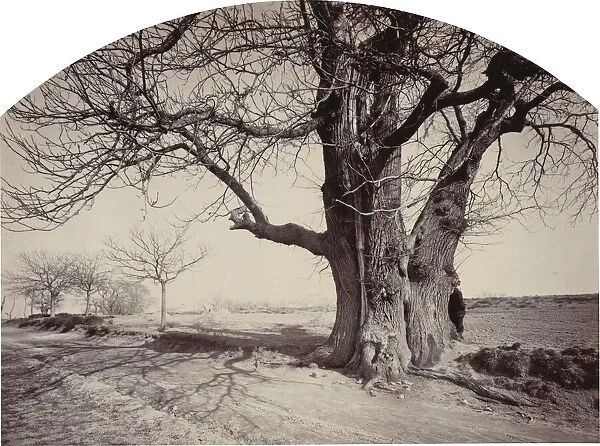 Grand Châtaignier au Bord d'un Chemin (Large Chestnut Tree on the Side of a Road), c