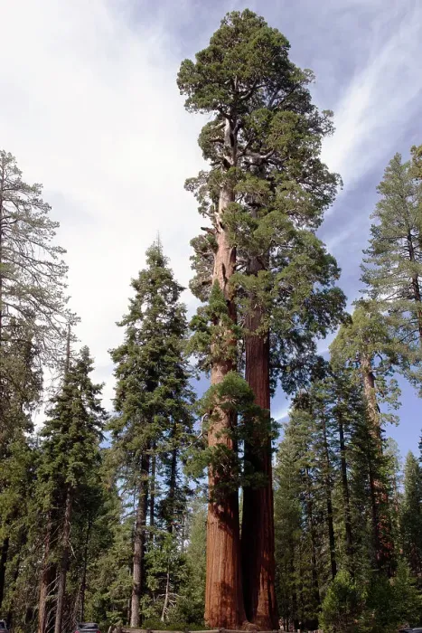 Framed Print : Grant Grove, Kings Canyon, California, USA, 2022. Creator: Ethel Davies Framed Print : Grant Grove, Kings Canyon, California, USA, 2022. Creator: Ethel Davies