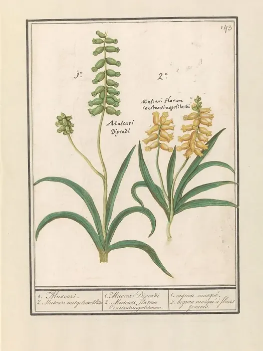 Framed Print : Grape Hyacinth (Muscari), 1596-1610. Creators: Anselmus de Boodt, Elias Verhulst Framed Print : Grape Hyacinth (Muscari), 1596-1610. Creators: Anselmus de Boodt, Elias Verhulst
