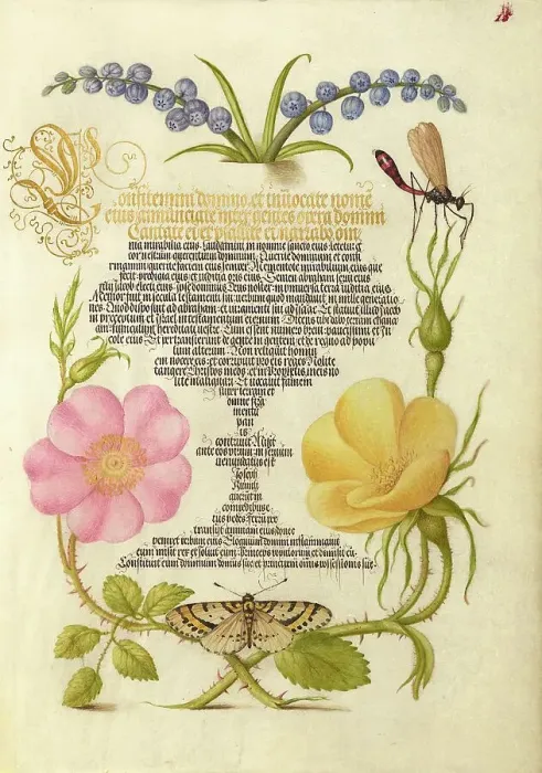Framed Print : Grape Hyacinth, Wasplike Insect, Eglantine, Austrian Brier, and Mag... 1561-2; illumination 1591-6. Creator: Joris Hoefnagel