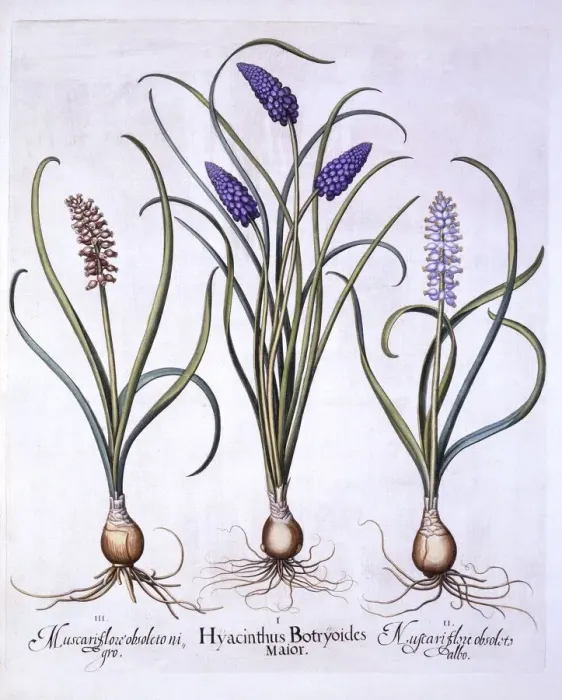 Framed Print : Grape Hyacinths, from Hortus Eystettensis, by Basil Besler (1561-1629), pub. 1613 Framed Print : Grape Hyacinths, from Hortus Eystettensis, by Basil Besler (1561-1629), pub. 1613