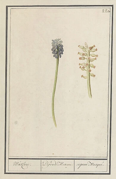 Grape hyacinths (Muscari botryoides), 1596-1610. Creators: Anselmus de Boodt, Elias Verhulst
