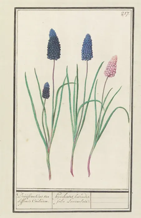 Framed Print : Grape hyacinths (Muscari botryoides), 1596-1610. Creators: Anselmus de Boodt, Elias Verhulst Framed Print : Grape hyacinths (Muscari botryoides), 1596-1610. Creators: Anselmus de Boodt, Elias Verhulst