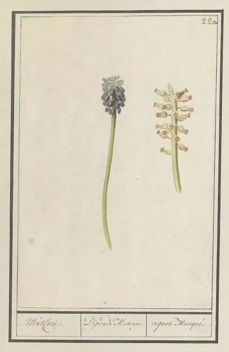 Framed Print : Grape hyacinths (Muscari botryoides), 1596-1610. Creators: Anselmus de Boodt, Elias Verhulst Framed Print : Grape hyacinths (Muscari botryoides), 1596-1610. Creators: Anselmus de Boodt, Elias Verhulst