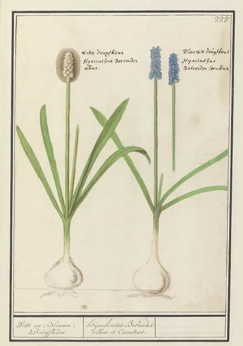 Framed Print : Grape hyacinths (Muscari botryoides), 1596-1610. Creators: Anselmus de Boodt, Elias Verhulst Framed Print : Grape hyacinths (Muscari botryoides), 1596-1610. Creators: Anselmus de Boodt, Elias Verhulst