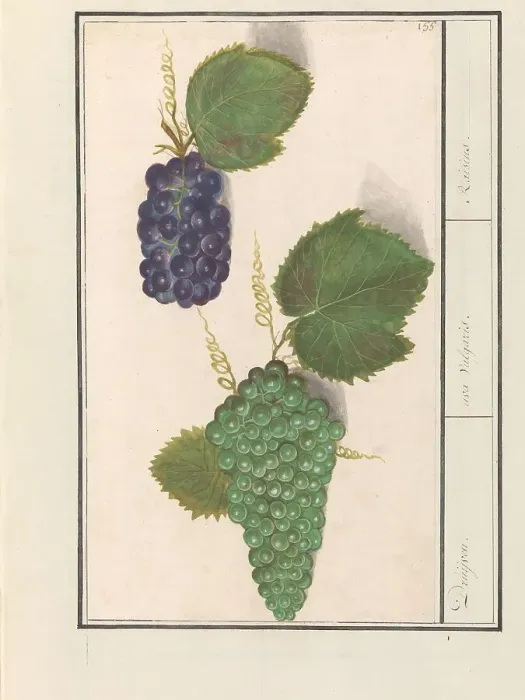 Framed Print : Grape (Vitis vinifera), 1596-1610. Creators: Anselmus de Boodt, Elias Verhulst Framed Print : Grape (Vitis vinifera), 1596-1610. Creators: Anselmus de Boodt, Elias Verhulst