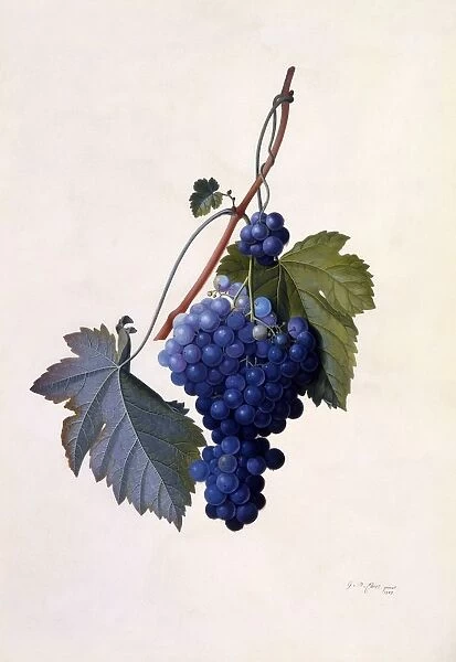 Grapes, c. 1747 (hand coloured engraving)