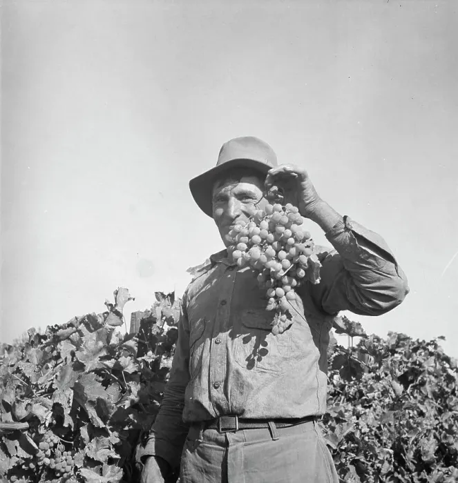 Framed Print : Grapes grown in Kern County, California, 1936. Creator: Dorothea Lange Framed Print : Grapes grown in Kern County, California, 1936. Creator: Dorothea Lange