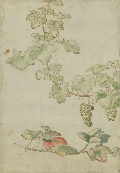 Framed Print : Grapevine, c17th century. Creator: Unknown Framed Print : Grapevine, c17th century. Creator: Unknown