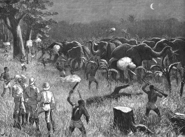 Framed Print : The Graphic Stanley Number; Zanzibaris Scaring Elephants which were destroying a Banana Grove near Creator: Unknown Framed Print : The Graphic Stanley Number; Zanzibaris Scaring Elephants which were destroying a Banana Grove near Creator: Unknown