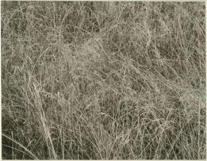 Framed Print : Grass, 1933. Creator: Alfred Stieglitz Framed Print : Grass, 1933. Creator: Alfred Stieglitz