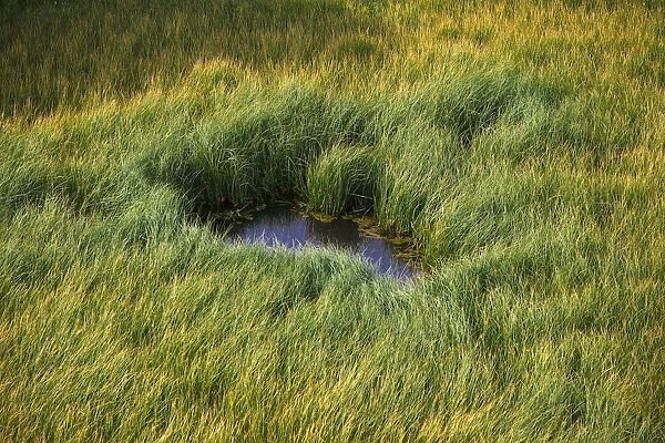 Grass. Creator: Tom Artin