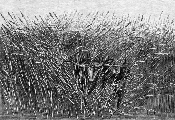 Framed Print : Grass of the Desert, a scene of travel in South Africa, from a sketch by Mr. Thomas Baines... 1865. Creator: Mason Jackson Framed Print : Grass of the Desert, a scene of travel in South Africa, from a sketch by Mr. Thomas Baines... 1865. Creator: Mason Jackson