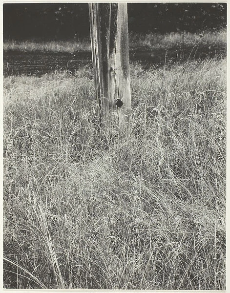 Grass and Flagpole, 1933. Creator: Alfred Stieglitz