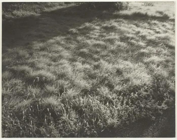Framed Print : Grass and Frost, 1934. Creator: Alfred Stieglitz Framed Print : Grass and Frost, 1934. Creator: Alfred Stieglitz