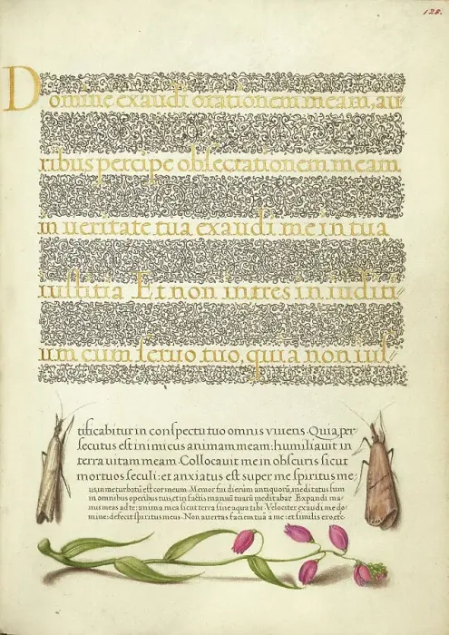 Framed Print : Grass Moths and Milkwort; Mira calligraphiae monumenta, 1561-1562; illumination added 1591-1596. Creator: Joris Hoefnagel Framed Print : Grass Moths and Milkwort; Mira calligraphiae monumenta, 1561-1562; illumination added 1591-1596. Creator: Joris Hoefnagel