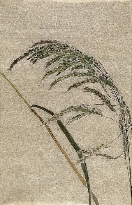 Framed Print : A grass (Panicum species): seed head and stalk, c19th century. Creator: Unknown Framed Print : A grass (Panicum species): seed head and stalk, c19th century. Creator: Unknown