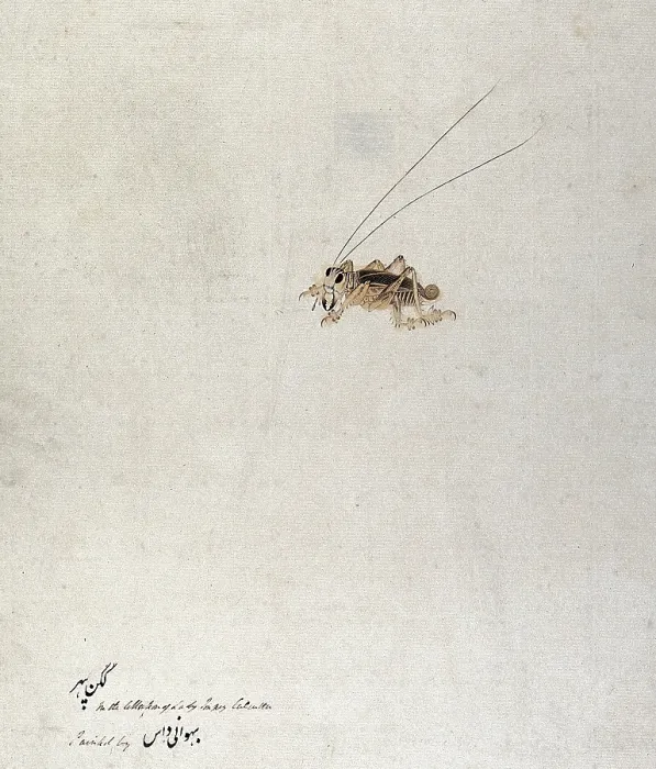 Framed Print : Grasshopper (?), 1777-1783. Creator: Unknown Framed Print : Grasshopper (?), 1777-1783. Creator: Unknown