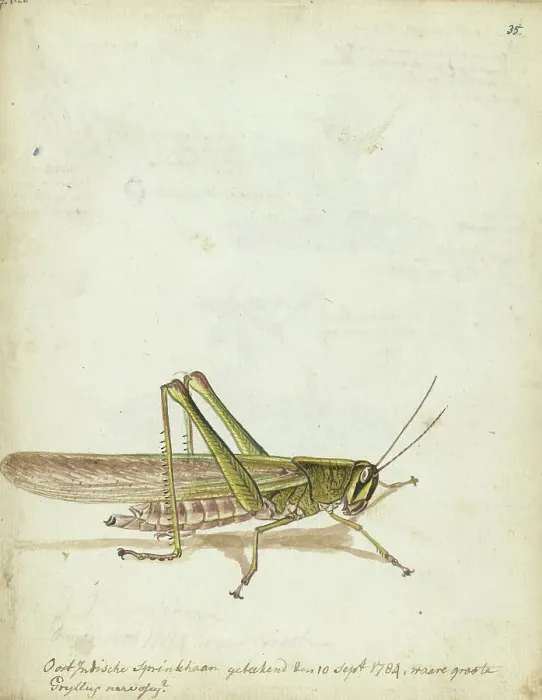 Framed Print : Grasshopper, 1784. Creator: Jan Brandes Framed Print : Grasshopper, 1784. Creator: Jan Brandes