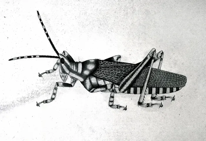 Framed Print : Grasshopper, approx 1782. Creator: Bhawani Das Framed Print : Grasshopper, approx 1782. Creator: Bhawani Das