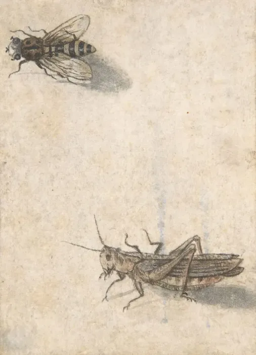 Framed Print : A Grasshopper and a Bee, 17th century (?). Creator: Anon Framed Print : A Grasshopper and a Bee, 17th century (?). Creator: Anon