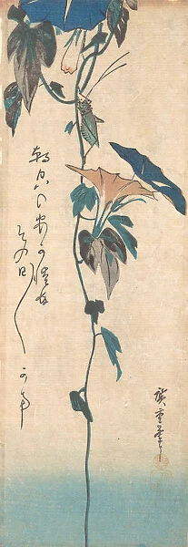 Grasshopper and Morning-glory Vine, ca. 1835. ca. 1835. Creator: Ando Hiroshige