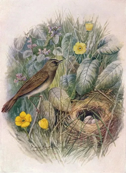 Framed Print : Grasshopper-Warbler - Locustel la nae via, c1910, (1910). Artist: George James Rankin Framed Print : Grasshopper-Warbler - Locustel la nae via, c1910, (1910). Artist: George James Rankin