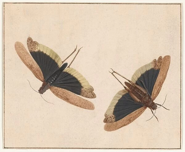 Two Grasshoppers, c. 1685. Creator: Herman Henstenburgh