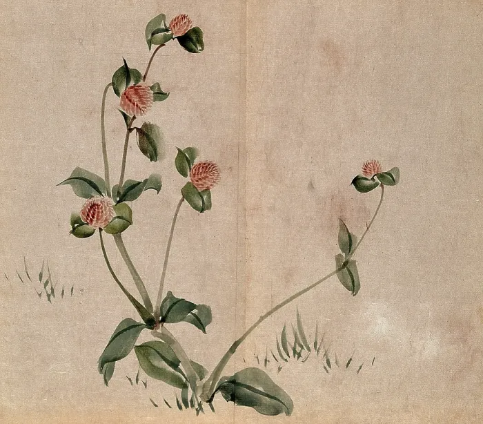 Framed Print : A grassland plant, possibly a clover (Trifolium species): flowering stem. Creator: Unknown Framed Print : A grassland plant, possibly a clover (Trifolium species): flowering stem. Creator: Unknown