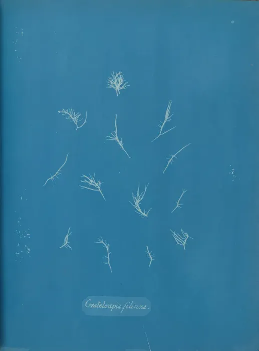 Framed Print : Grateloupia filicina, ca. 1853. Creator: Anna Atkins Framed Print : Grateloupia filicina, ca. 1853. Creator: Anna Atkins