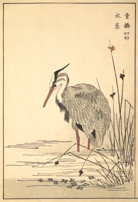 Framed Print : Gray Heron (Aosagi) and Mizu-aoi Plant, 1857. Creator: Unknown Framed Print : Gray Heron (Aosagi) and Mizu-aoi Plant, 1857. Creator: Unknown